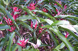 Heliconia angusta, Mt Coot-tha Botanic Gardens, Toowong 100 9766.jpg