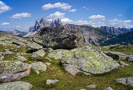 Purons sui ëures de Resciesa te Gherdëina Südtirol