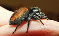 Female Phidippus johnsani (?) 14 mm.