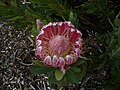 Protea compacta