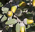 Foliage and acorns, Croatia