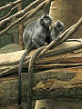 Trachypithecus cristatus