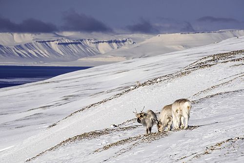 Kjente Svalbard fjellformasjoner gir dybde i bildet. Beskrivende for det karrige området dyr lever i der nord. Reinflokken står riktig plassert i det gylne snitt.