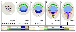 Dorsale doorsneden (a – e) en mediane sagittale doorsneden (g en h)T: trofoblast (grijs), Y: dooierzakepitheel (geeloranje), E: epiblast (rood, omkaderd in de bovenste laag), H: hypoblast (omkaderd in de onderste laag), MZ: marginale zone (beige), CZ: centrale zone (lichtblauw), AMC (=PMZ): voorste marginale zone (lichtgroen), ASD: voorste primitievestreepdomein (donkerblauw), rode stippellijn: grens tussen voorste gastrulaplaat (AGP) en achterste gastrula-extensie (PGE), EN: primitieve knoop (geel), PS: primitieve streep (paars), pijlen: uitzetting van CZ, stokfiguur bovenop PS in f, rechterfiguur: bijdrage van PS aan lichaamsdelen van volwassenen. Schaalbalk: ongeveer 500 μm