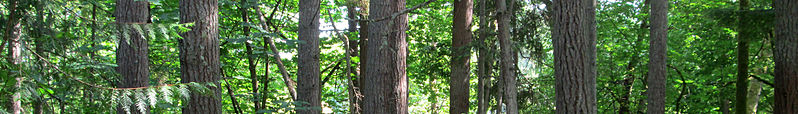 File:Wikivoyage page banner NW Douglas Fir.jpg