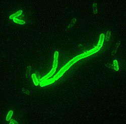 Yersinia_pestis_fluorescent.jpeg