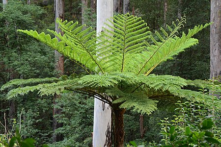 Sphaeropteris cooperi (Cyathea cooperi) el Aŭstralio