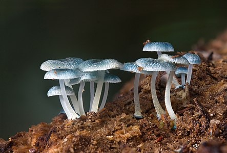 Mycena interrupta (Pixie's Parasol)