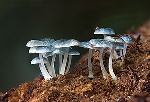 Mycena interrupta