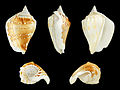 * Nomination Shell of a Solid Conch, Margistrombus robustus --Llez 05:24, 21 December 2013 (UTC) * Promotion  Support ok --Christian Ferrer 08:10, 25 December 2013 (UTC)