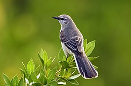 Mimus polyglottos