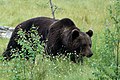 Brunbjørn (Ursus arctos)