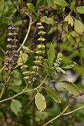 Ocimum basilicum - Agri-Horticultural Society of India - Alipore - Kolkata 2013-01-05 2275.JPG