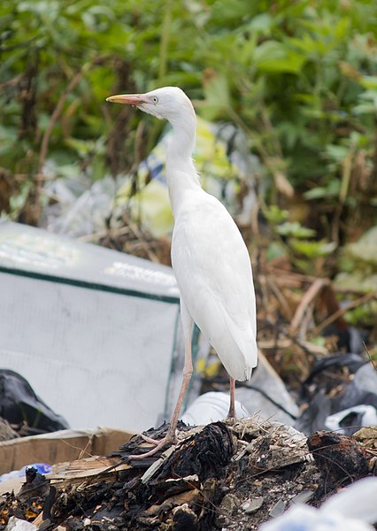 File:Oiseau blanc.jpg