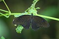 * Nomination: Papilio castor (Westwood, 1842) - Common Raven. By User:Lorensonowal --Atudu 12:24, 12 October 2024 (UTC) * * Review needed