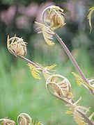 Osmunda regalis, frondes jovens ao desenrolar.