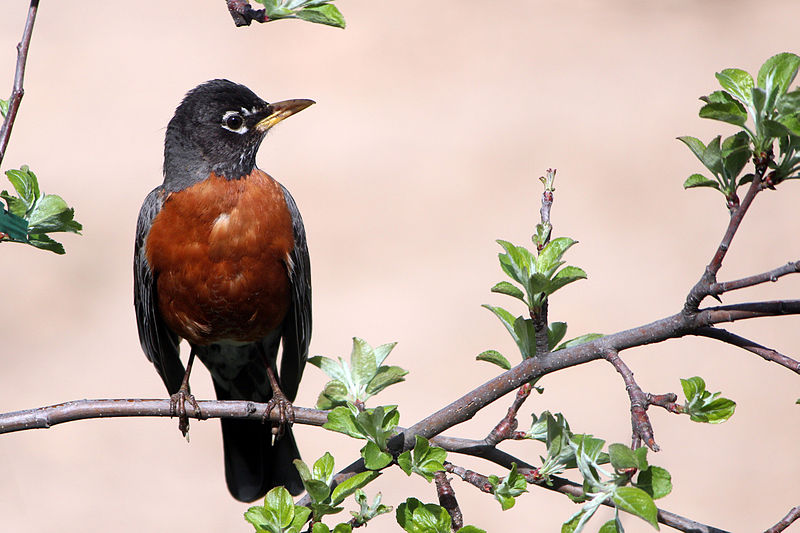 File:American robin 20140512 Edit 1.jpg