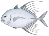 Carangoides hedlandensis