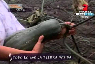 Salta, un zapallo de Cucurbita pepo a punto de ser desprendido de la guía, quizás llamado Angola. Aparentemente es de tallo negro (Dark Stem[79]​), con rugosidades, levemente acostillado en el extremo proximal, periforme con las proporciones de un 'Butternut'. Color de pulpa amarillo intenso.[103]​