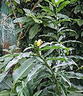 Costus pictus buds and leaves