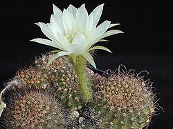 Echinopsis ancistrophora