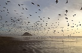 Laridae sp. (Gulls on Morro Strand State Beach)