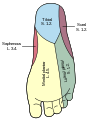 Areas of skin supplied by nerves of the leg - the sural nerve supplies the lateral ankle.