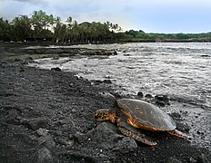 Chelonia mydas (Green Sea Turtle)