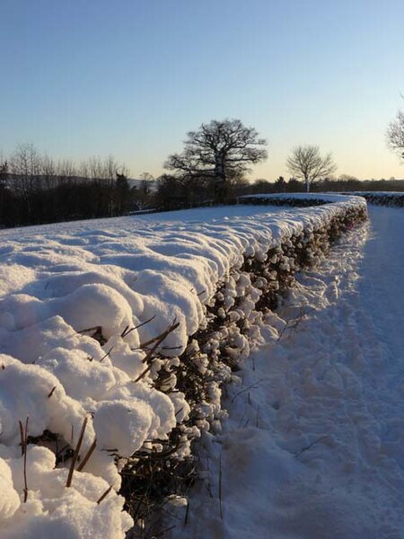 File:Hedge full of snow - geograph.org.uk - 1657216.jpg