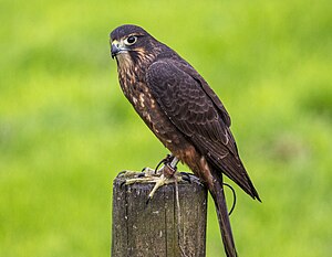 Wingspan National Bird of Prey Centre