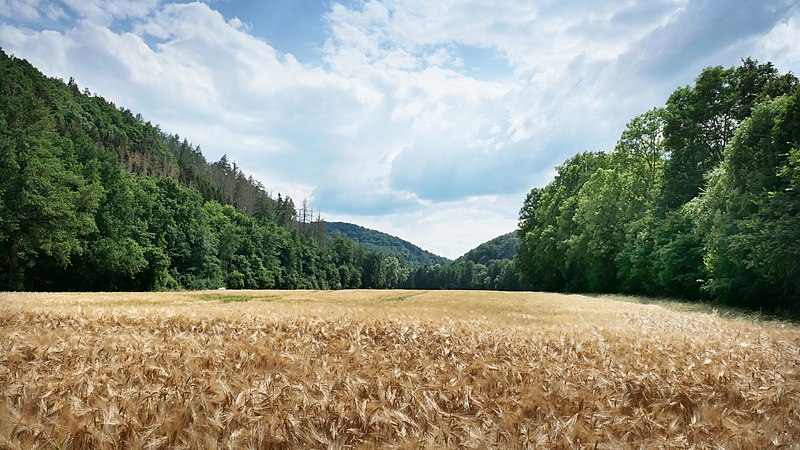 File:Landschaftsschutzgebiet Riedbachtal.jpg