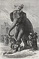 An elephant crushing a man.