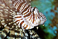 Pterois antennata