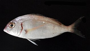 Pageot commun (Pagellus erythrinus)