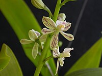 Prosthechea vespa