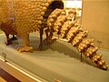 Glyptodon (Glyptodon asper)