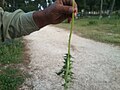 A stalk of silybum marianum, cut and partially peeled from thorny leaves.