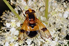 Volucella inflata