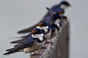 Oreneta cuafilosa (Hirundo smithii) fotografiada a Sud-àfrica.