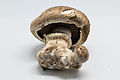 Agaricus bisporus, a cultivated edible mushroom with various names including "button mushroom", "portobello" and "champignon"