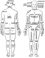 Set de terminologie mai vechi prezentat în Părțile corpului uman: Vedere posterioară și anterioară din ediția din 1933 a Anatomiei umane a lui Sir Henry Morris . Vezi și Lista regiunilor anatomice umane § Regiuni mai vechi sau mai vechi .