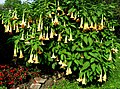 Grm anđeoske trube Brugmansia suaveolens