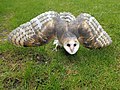 Thumbnail for File:Barn owl by Juliet van Ree.jpg