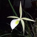 Brassavola flagellaris