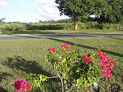 Broadway - Tinian - panoramio (5).jpg