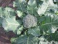 Broccoli plant with flower head