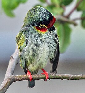 Plumoaranĝado ĉe Kalkato, Okcidenta Bengalo, Barato.