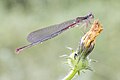 * Nomination: Ceriagrion tenellum on a flower By User:Vincenzo Miconi --Civvì 08:33, 10 October 2024 (UTC) * * Review needed