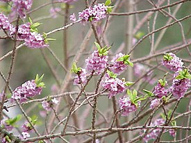 Lehtonäsiä (Daphne mezereum)