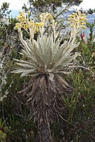 Korbblütler: Espeletia grandiflora (Espeletia)